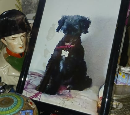 Adoption animaux Beziers Hérault - Photos Vivastreet CANICHE noire ou abricot