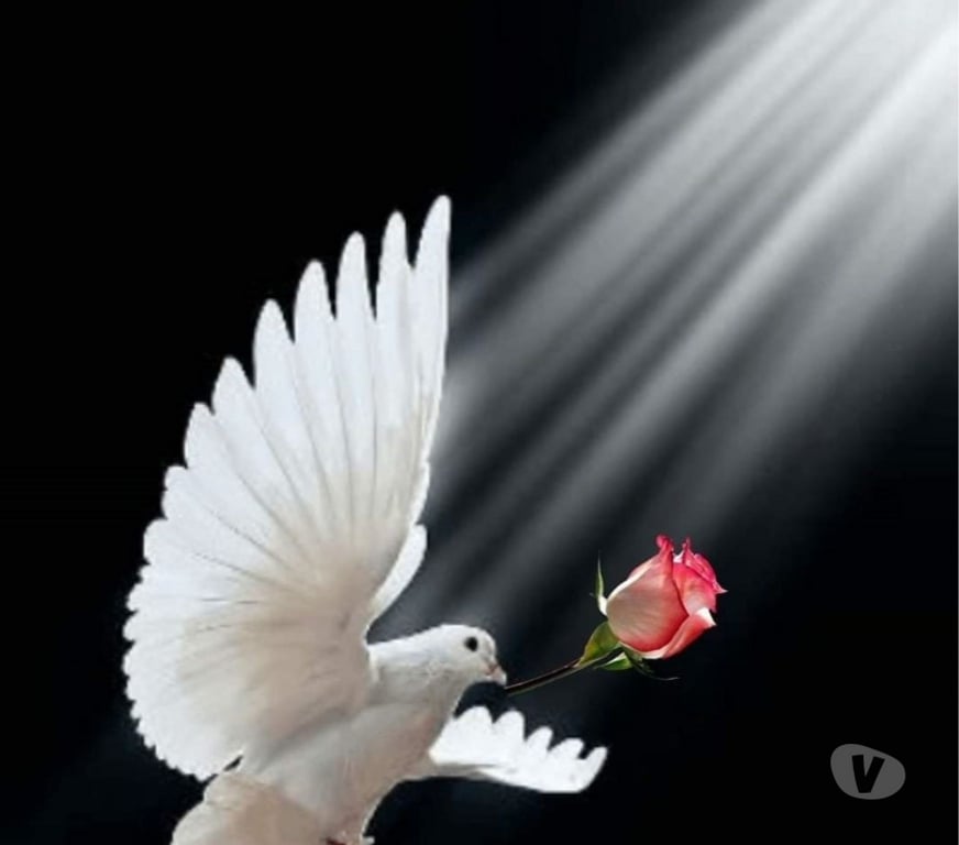 Autres sorties Rhône Meyzieu - 69330 - Photos Vivastreet Accompagnement pour dame