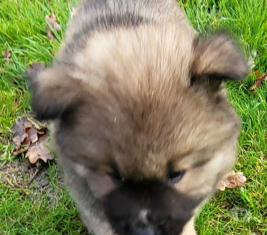 Vente Gironde St Andre de Cubzac - 33240 - Photos Vivastreet CHIOTS EURASIERS LOF