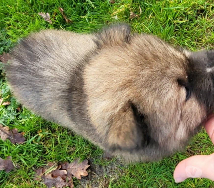 Vente Gironde St Andre de Cubzac - 33240 - Photos Vivastreet CHIOTS EURASIERS LOF