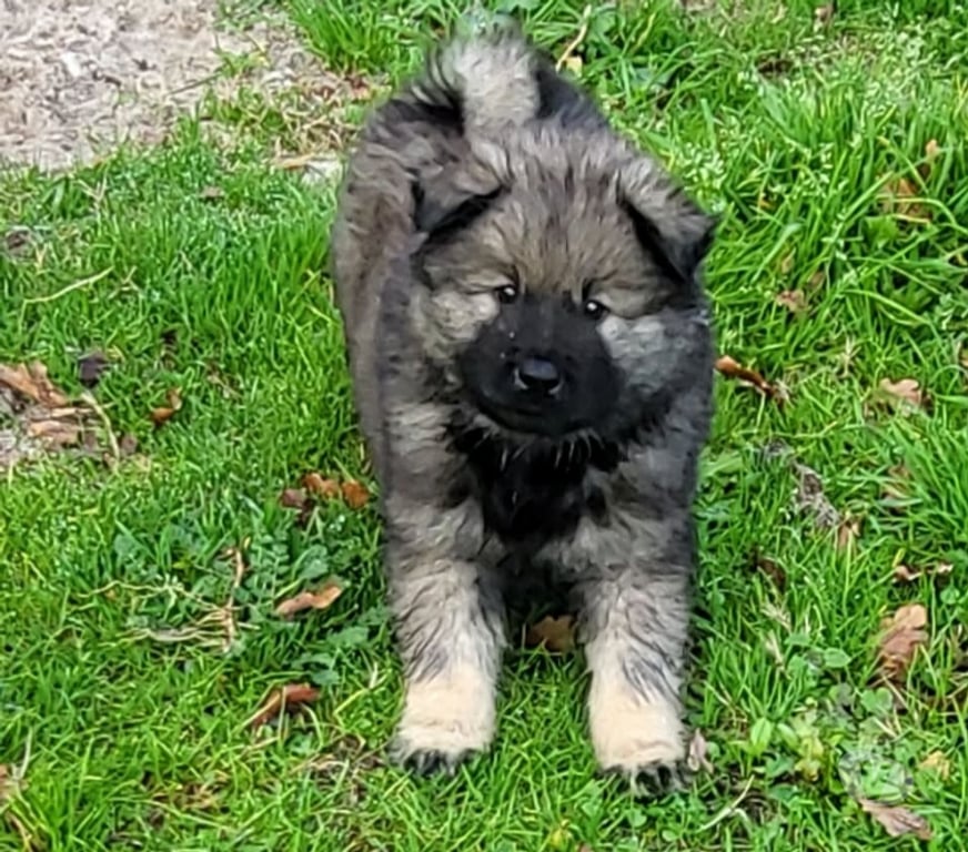 Vente Gironde St Andre de Cubzac - 33240 - Photos Vivastreet CHIOTS EURASIERS LOF