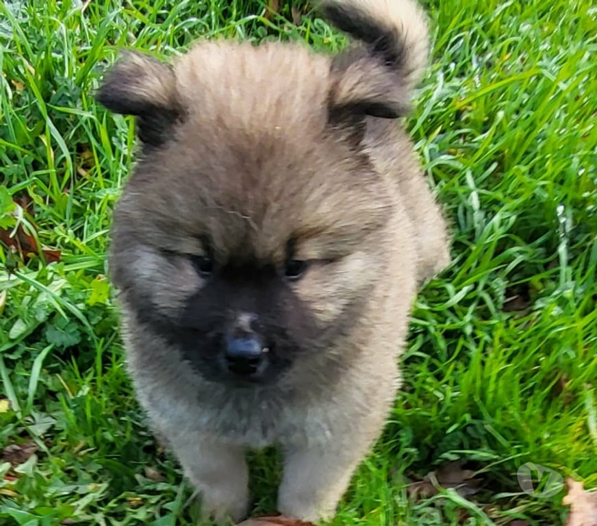 Vente Gironde St Andre de Cubzac - 33240 - Photos Vivastreet CHIOTS EURASIERS LOF