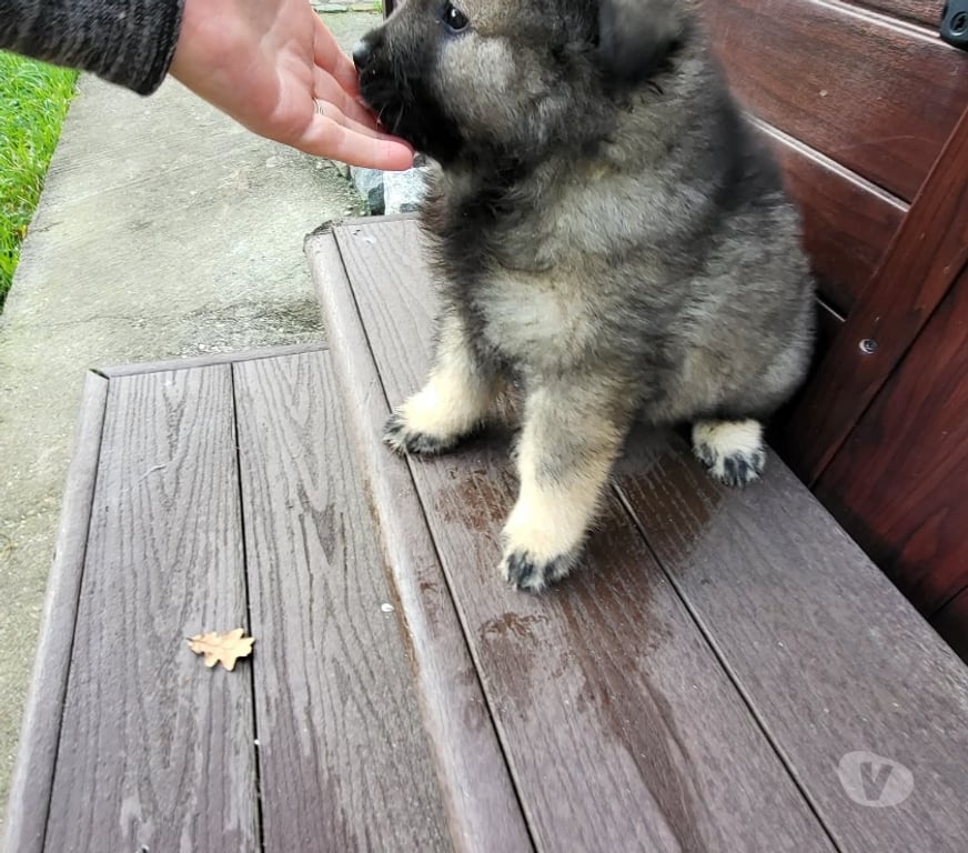 Vente Gironde St Andre de Cubzac - 33240 - Photos Vivastreet CHIOTS EURASIERS LOF