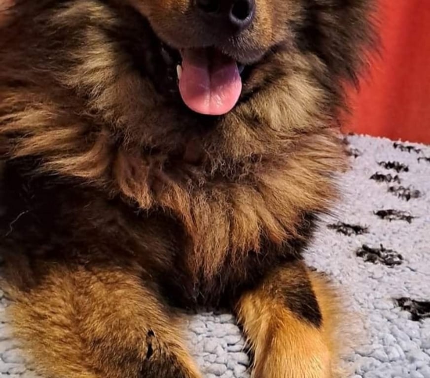 Vente Gironde St Andre de Cubzac - 33240 - Photos Vivastreet CHIOTS EURASIERS LOF