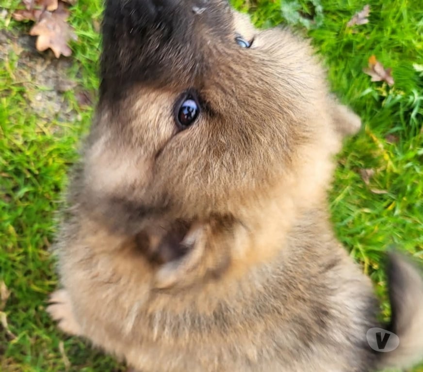 Vente Gironde St Andre de Cubzac - 33240 - Photos Vivastreet CHIOTS EURASIERS LOF