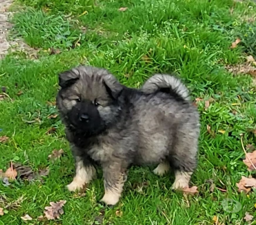 Vente Gironde St Andre de Cubzac - 33240 - Photos Vivastreet CHIOTS EURASIERS LOF