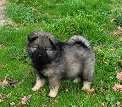 Photos Vivastreet CHIOTS EURASIERS LOF