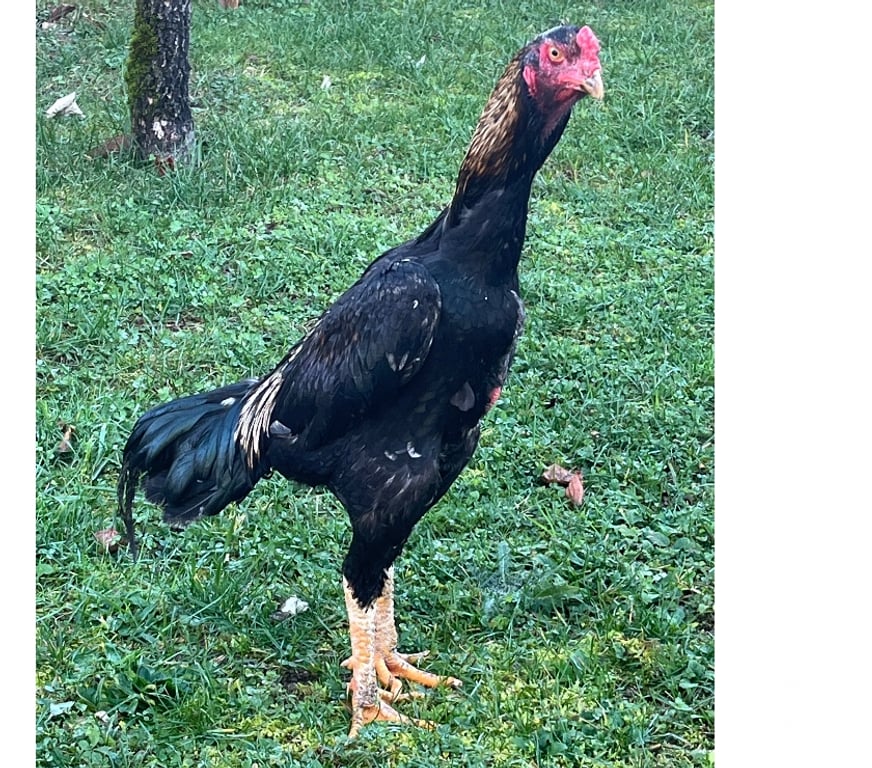 Vente Corrèze Brive la Gaillarde - 19100 - Photos Vivastreet coq turque de 6 mois