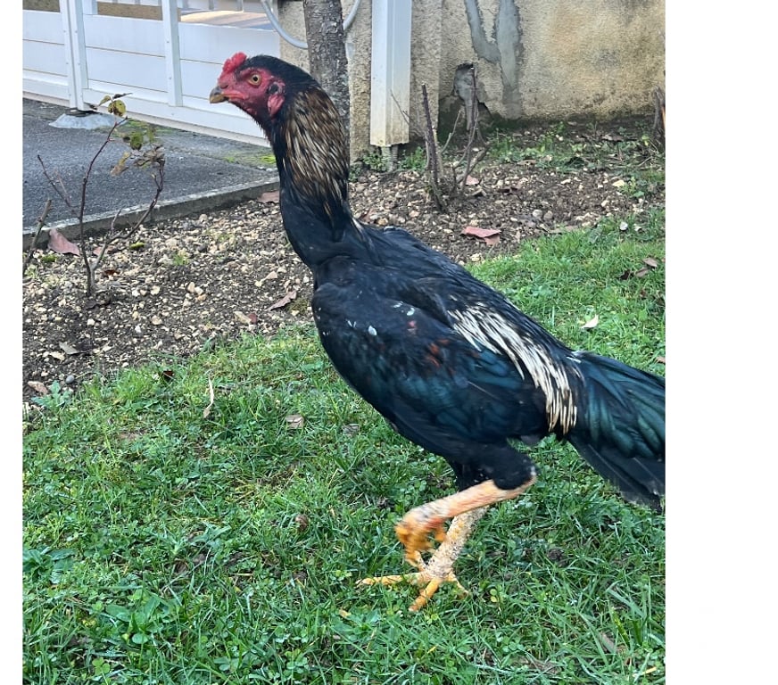 Vente Corrèze Brive la Gaillarde - 19100 - Photos Vivastreet coq turque de 6 mois