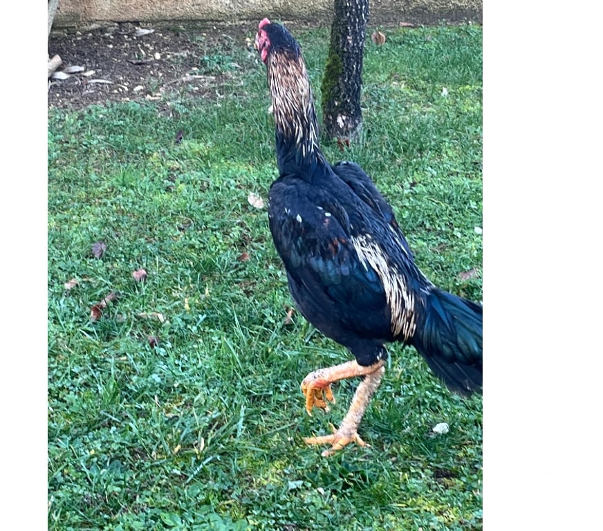 Vente Corrèze Brive la Gaillarde - 19100 - Photos Vivastreet coq turque de 6 mois