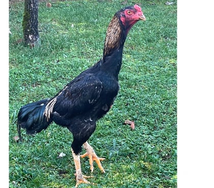 Vente animaux Brive la Gaillarde Corrèze - Photos Vivastreet coq turque de 6 mois
