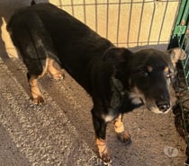 ABBA, chiot type épagneul nain, 6 mois non lof