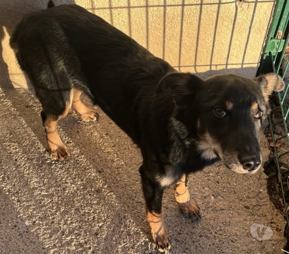 Adoption animaux Beziers Hérault - Photos Vivastreet ABBA, chiot type épagneul nain, 6 mois non lof