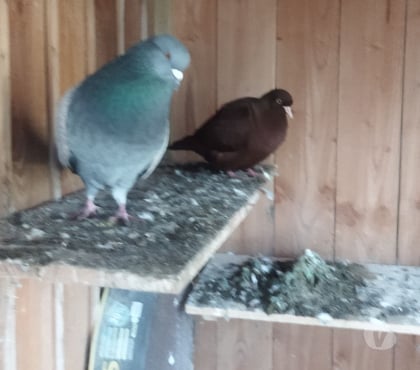 Adoption animaux Beynat Corrèze - Photos Vivastreet offre pigeons reproducteure
