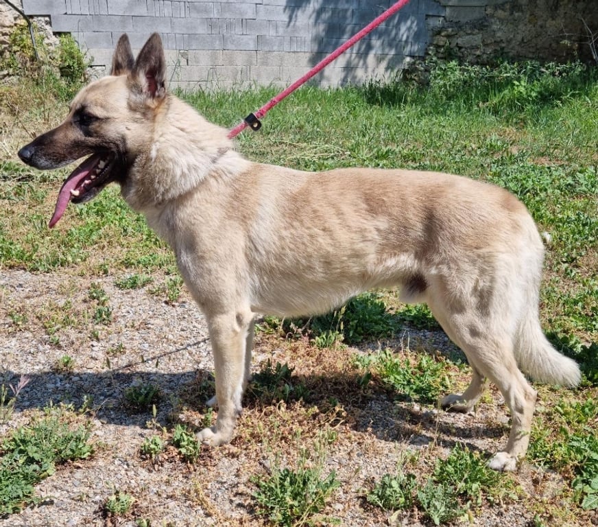 Don animaux Hérault Beziers - 34500 - Photos Vivastreet TACOS, chien type berger, 5 ans npn lof