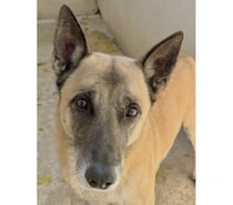TACOS, chien type berger, 5 ans npn lof