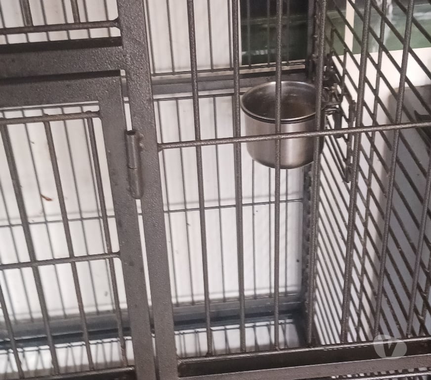 Services, accessoires animaux Nord Tourcoing - 59200 - Photos Vivastreet Cage pour perroquet