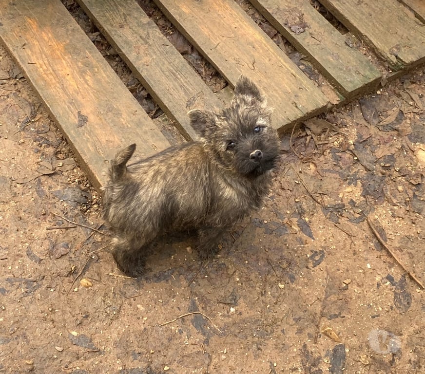 Vente Gard Nimes - Photos Vivastreet Chiot Cairn Terrier