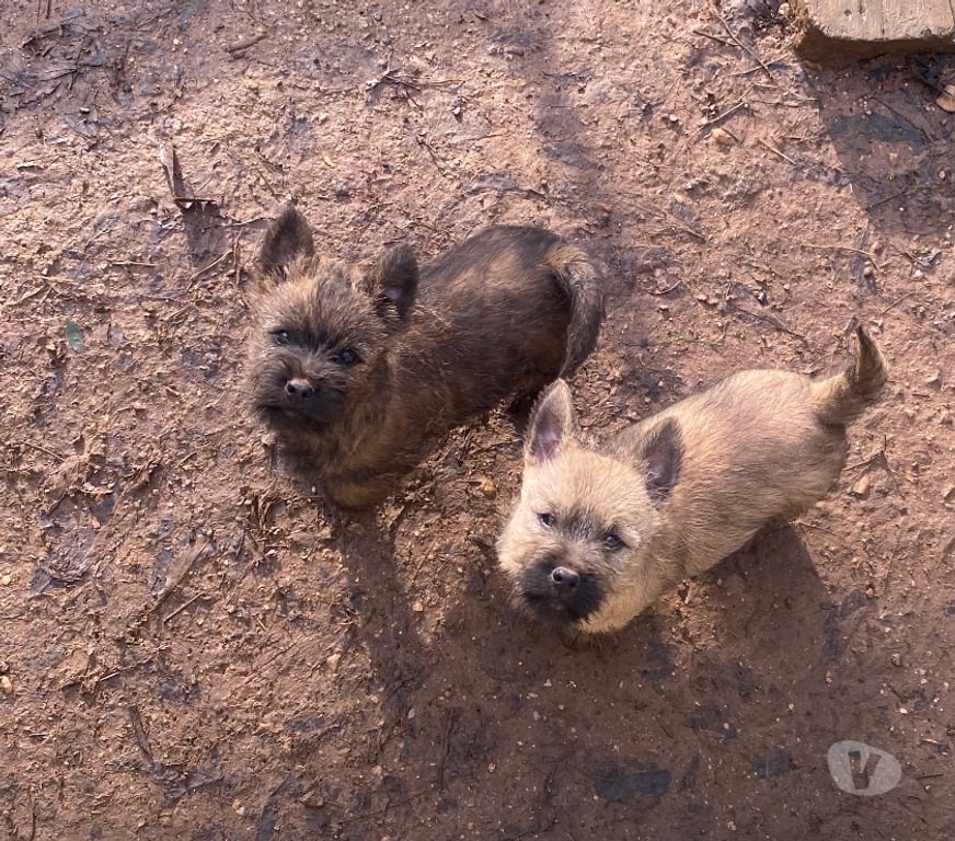 Vente Gard Nimes - Photos Vivastreet Chiot Cairn Terrier