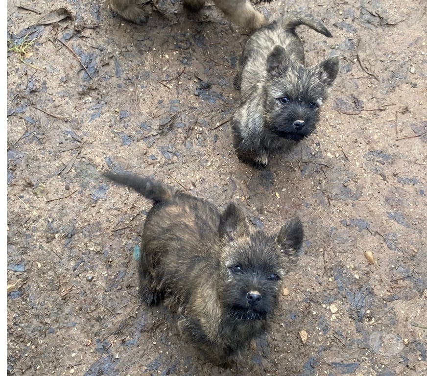 Vente Gard Nimes - Photos Vivastreet Chiot Cairn Terrier