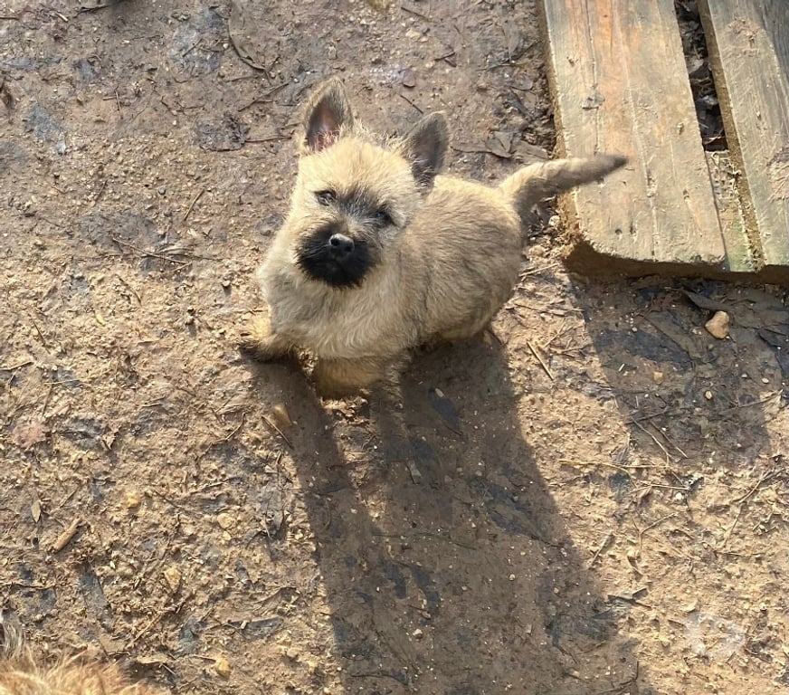 Vente Gard Nimes - Photos Vivastreet Chiot Cairn Terrier