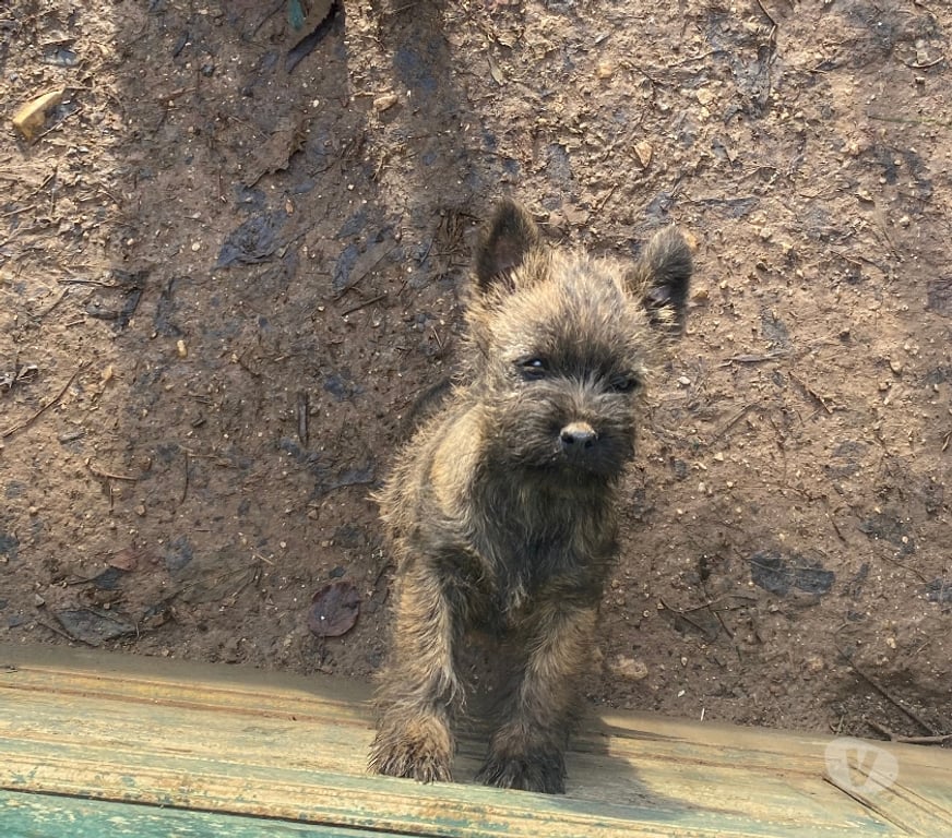 Vente Gard Nimes - Photos Vivastreet Chiot Cairn Terrier