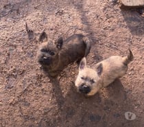 Chiot Cairn Terrier