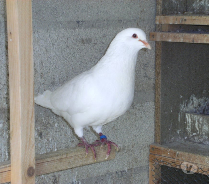 Vente Seine-et-Marne Bagneaux sur Loing - 77167 - Photos Vivastreet Pigeons reproducteurs hubbell blanc