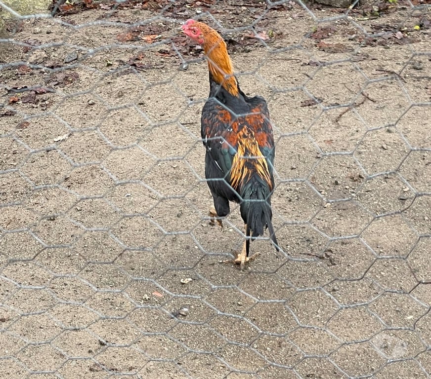 Vente Corrèze Ussel - Photos Vivastreet Coq thaïlandais