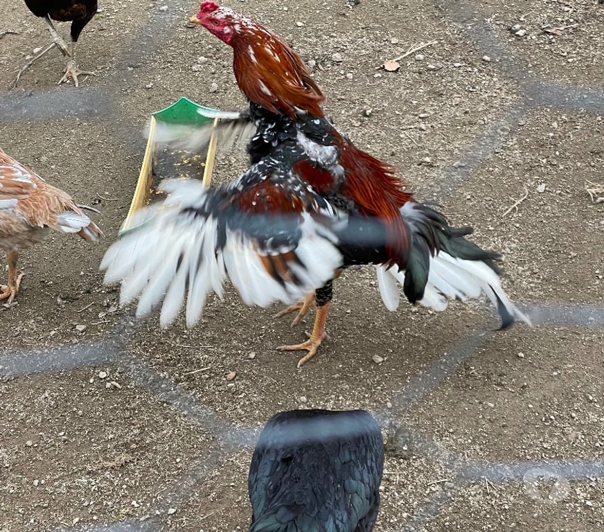 Vente Corrèze Ussel - Photos Vivastreet Coq thaïlandais