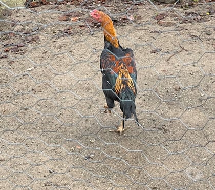 Vente animaux Ussel Ussel - Photos Vivastreet Coq thaïlandais