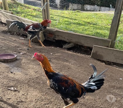 Vente animaux Ussel Ussel - Photos Vivastreet Coq thaïlandais