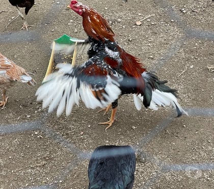 Vente animaux Ussel Ussel - Photos Vivastreet Coq thaïlandais