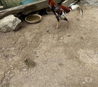 Vente animaux Ussel Ussel - Photos Vivastreet Coq thaïlandais
