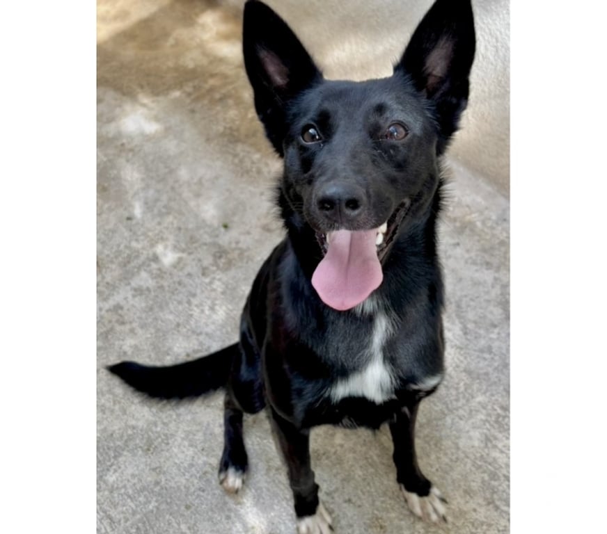 Don animaux Hérault Beziers - 34500 - Photos Vivastreet AVELINE, chienne type border collie 1 an non lof