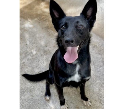 Adoption animaux Beziers Hérault - Photos Vivastreet AVELINE, chienne type border collie 1 an non lof