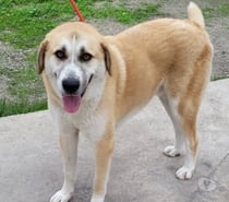 CHAUSSETTE, chien type berger d'anatolie, 3 ans non lof