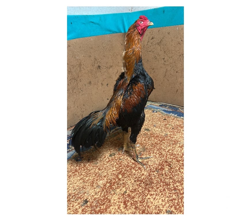 Vente Yonne Courlon sur Yonne - 89140 - Photos Vivastreet Coq thaïlandais