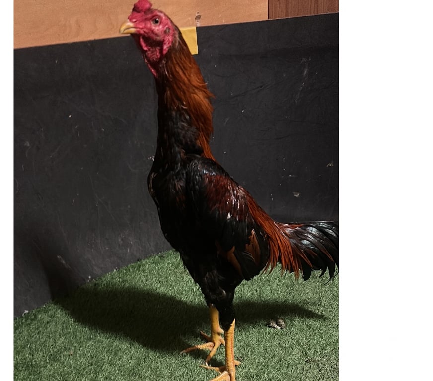 Vente Yonne Courlon sur Yonne - 89140 - Photos Vivastreet Coq thaïlandais