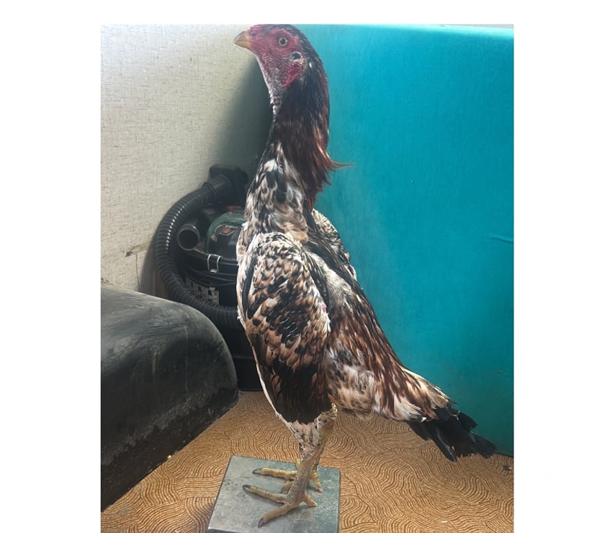 Vente Yonne Courlon sur Yonne - 89140 - Photos Vivastreet Coq thaïlandais