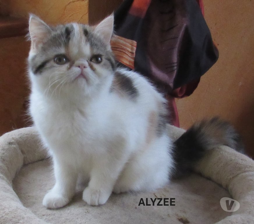 Vente Haute-Loire Javaugues - 43100 - Photos Vivastreet MAGNIFIQUE CHATON FEMELLE EXOTIC SHORTAIR LOOF