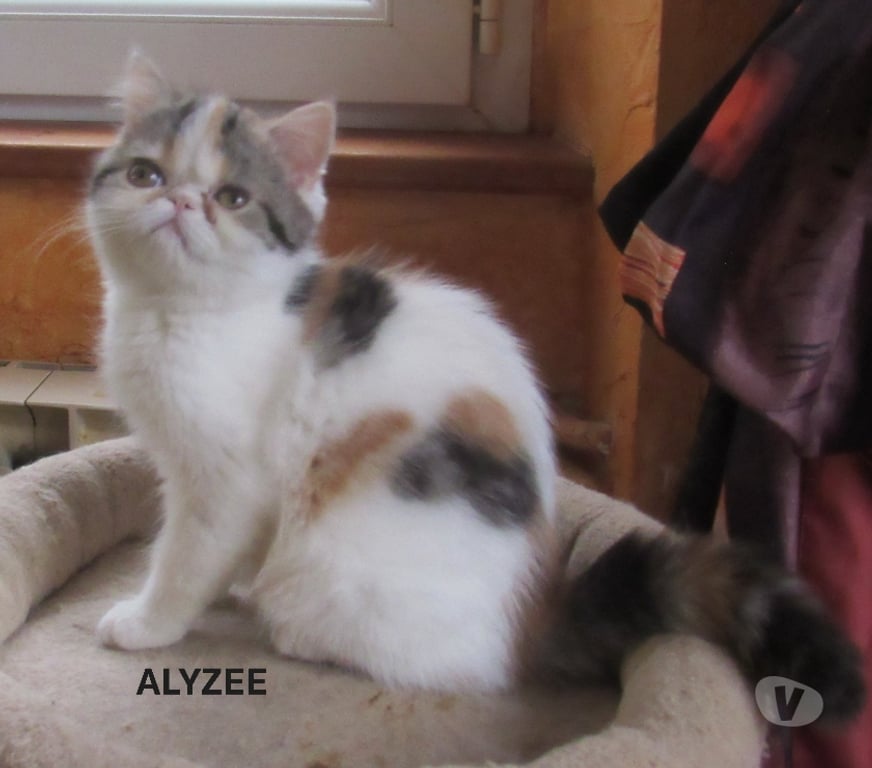 Vente Haute-Loire Javaugues - 43100 - Photos Vivastreet MAGNIFIQUE CHATON FEMELLE EXOTIC SHORTAIR LOOF