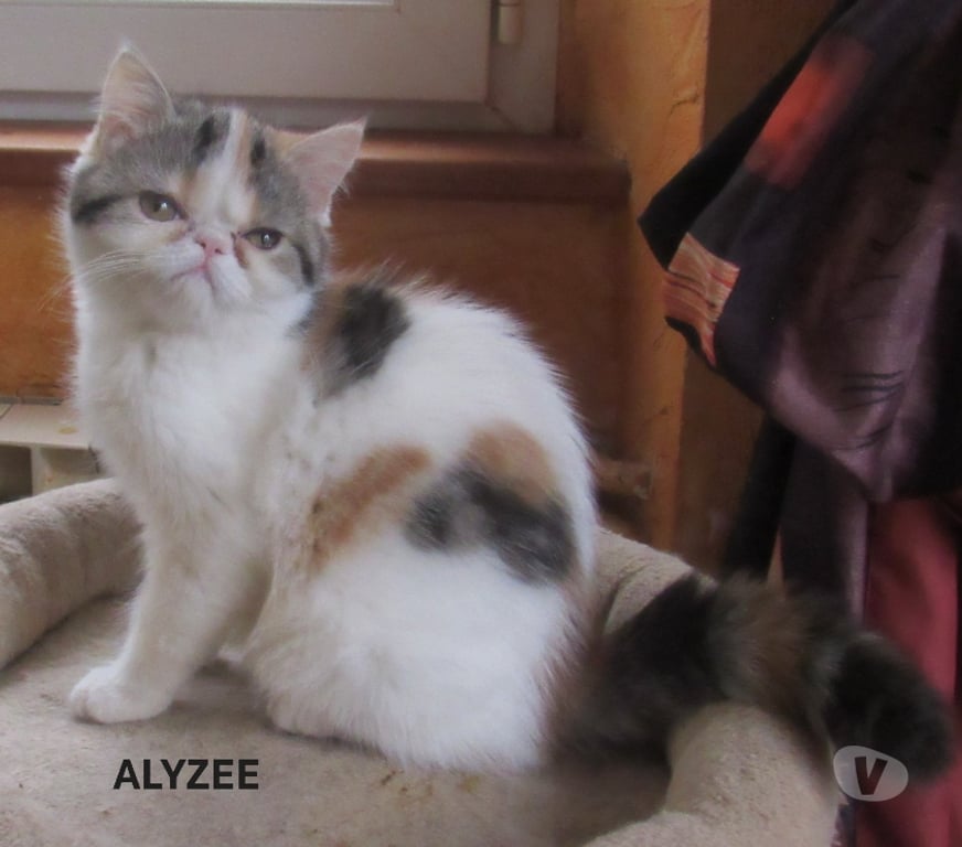 Vente Haute-Loire Javaugues - 43100 - Photos Vivastreet MAGNIFIQUE CHATON FEMELLE EXOTIC SHORTAIR LOOF