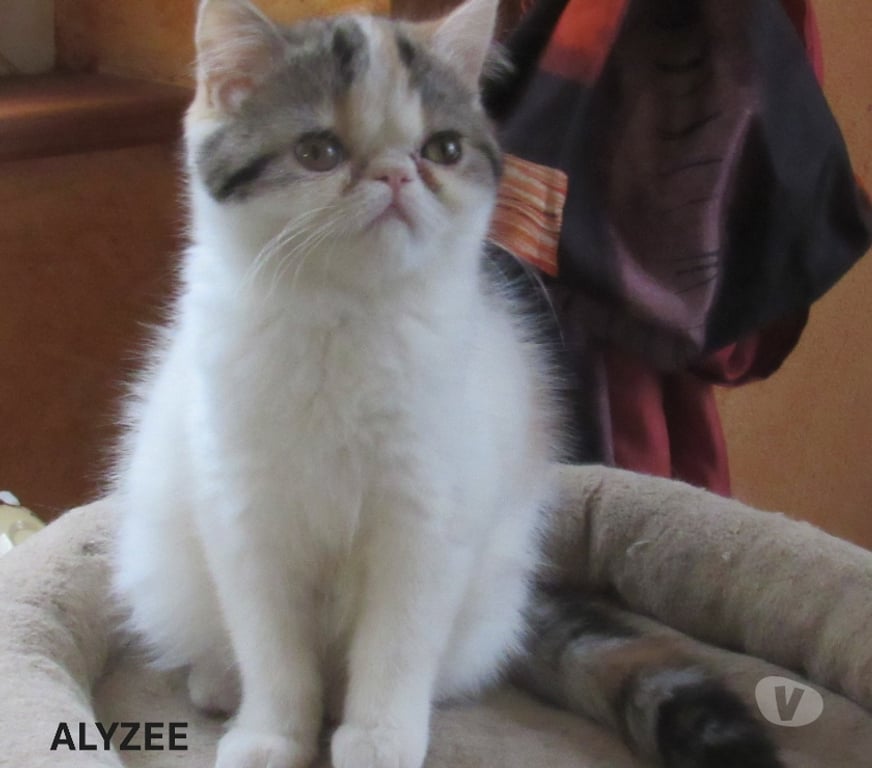 Vente Haute-Loire Javaugues - 43100 - Photos Vivastreet MAGNIFIQUE CHATON FEMELLE EXOTIC SHORTAIR LOOF