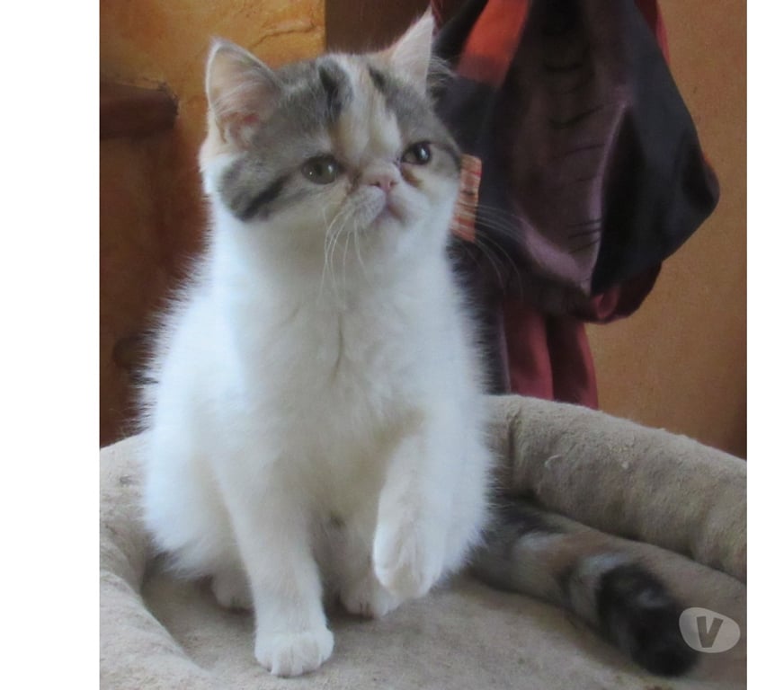 Vente Haute-Loire Javaugues - 43100 - Photos Vivastreet MAGNIFIQUE CHATON FEMELLE EXOTIC SHORTAIR LOOF
