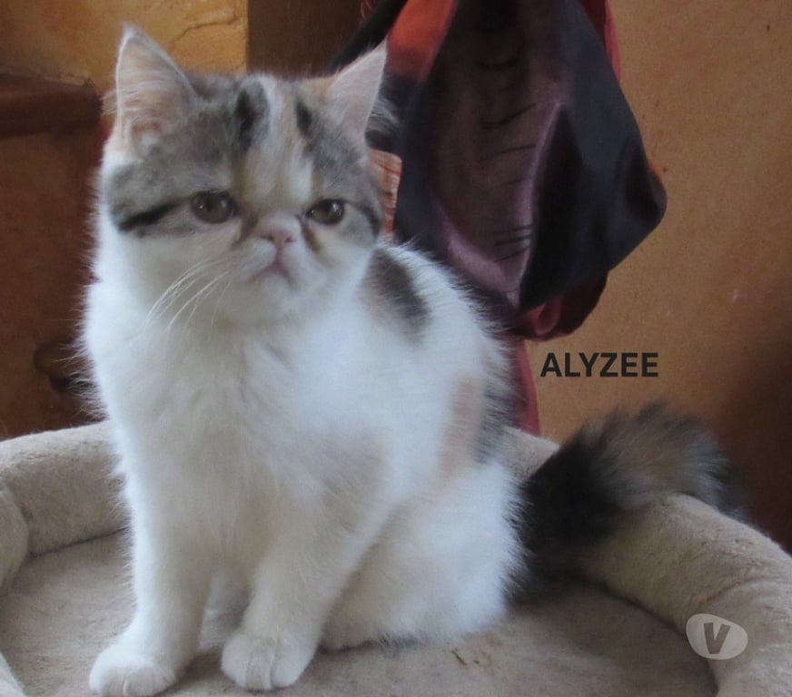 Vente Haute-Loire Javaugues - 43100 - Photos Vivastreet MAGNIFIQUE CHATON FEMELLE EXOTIC SHORTAIR LOOF