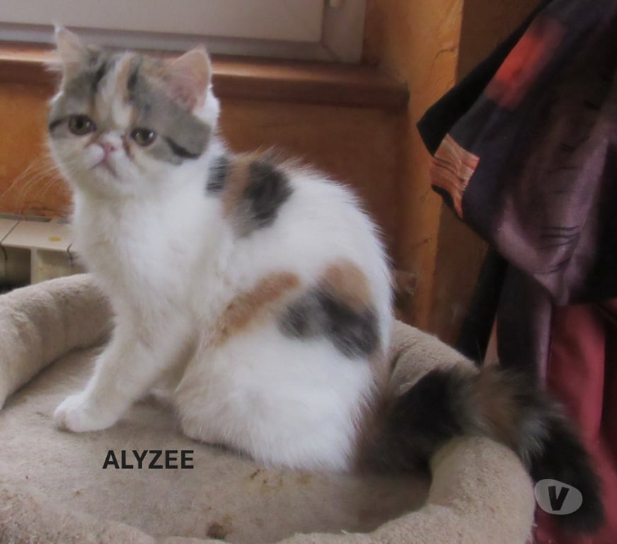 Vente Haute-Loire Javaugues - 43100 - Photos Vivastreet MAGNIFIQUE CHATON FEMELLE EXOTIC SHORTAIR LOOF