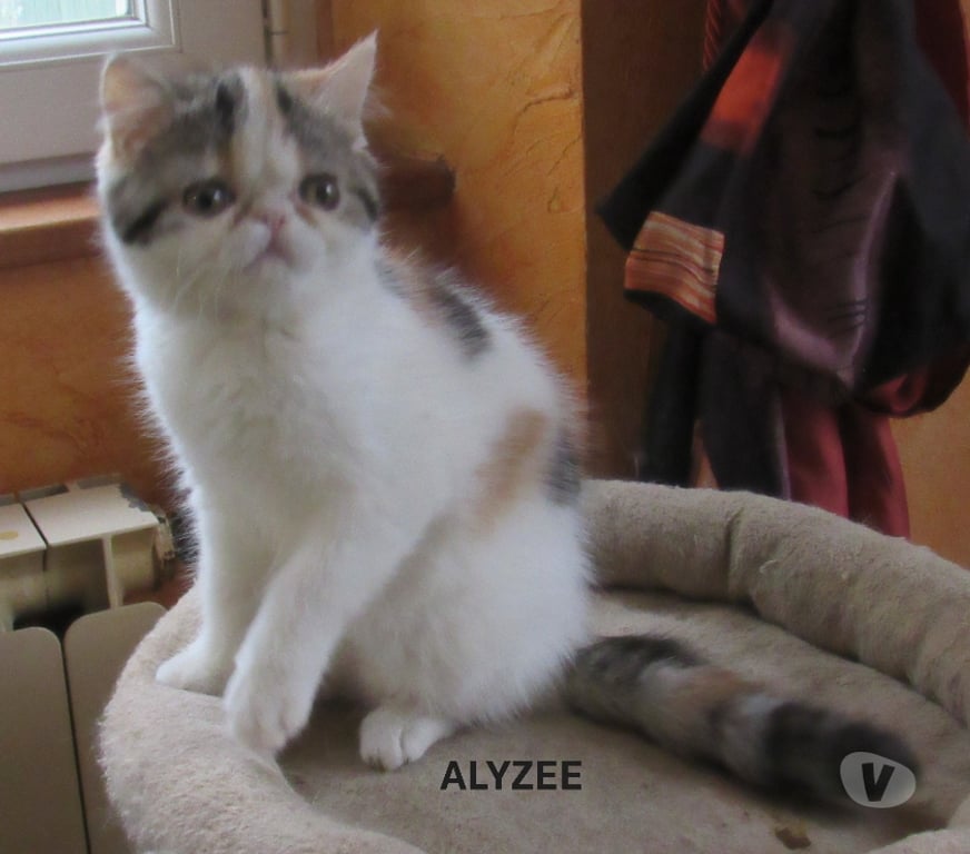 Vente Haute-Loire Javaugues - 43100 - Photos Vivastreet MAGNIFIQUE CHATON FEMELLE EXOTIC SHORTAIR LOOF