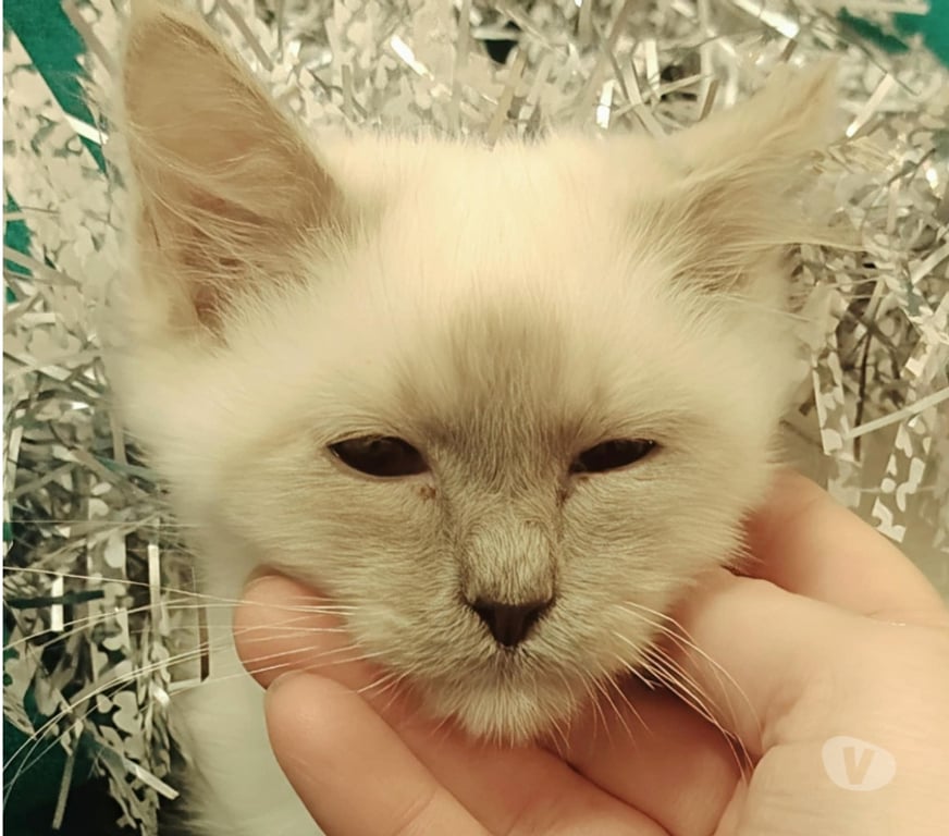 Vente Loire-Atlantique Guerande - 44350 - Photos Vivastreet Chatons sacré de birmanie LOOF