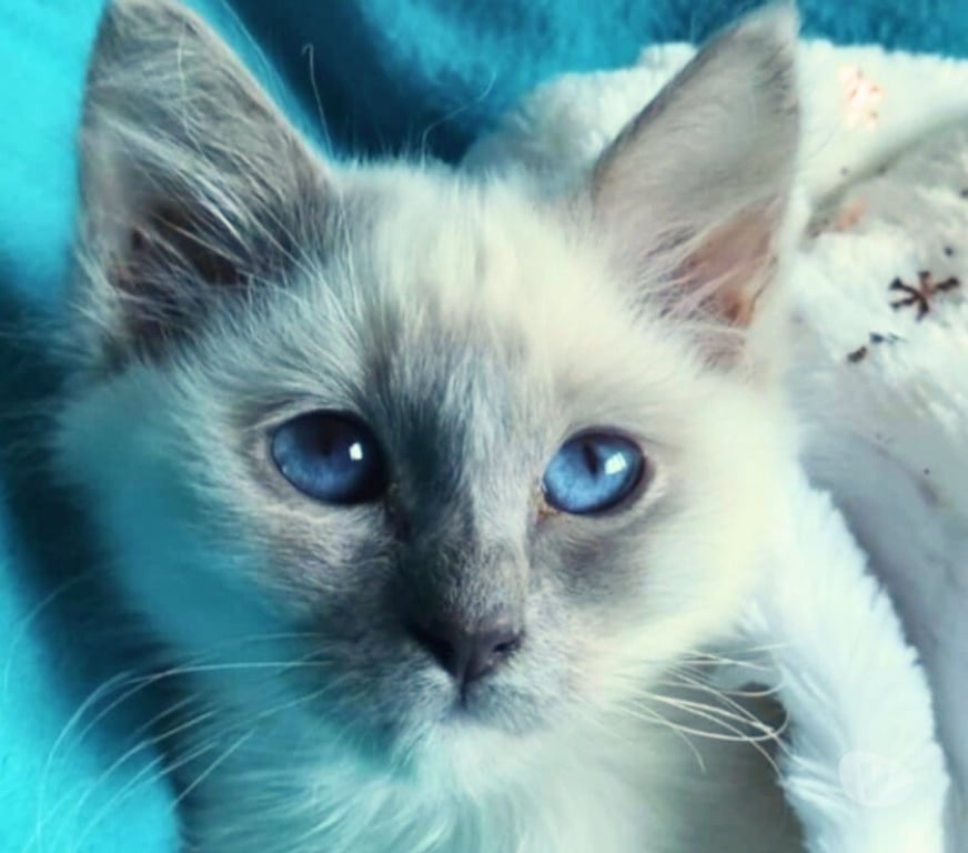 Vente Loire-Atlantique Guerande - 44350 - Photos Vivastreet Chatons sacré de birmanie LOOF